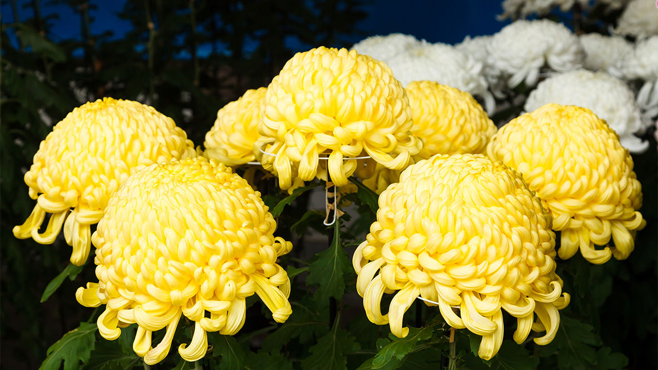 Chrysanthemum Tea