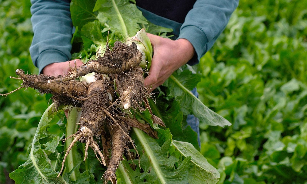 Chicory Root Tea - Ancient, Traditional and Modern Benefits 