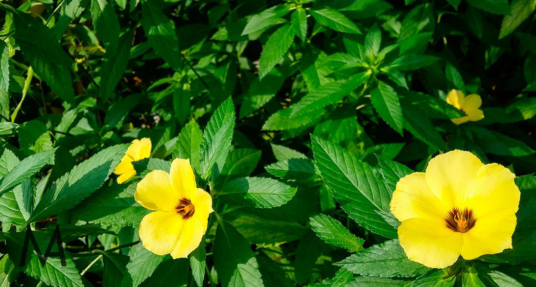 Damiana Tea - Ancient, Traditional, and Modern Benefits 